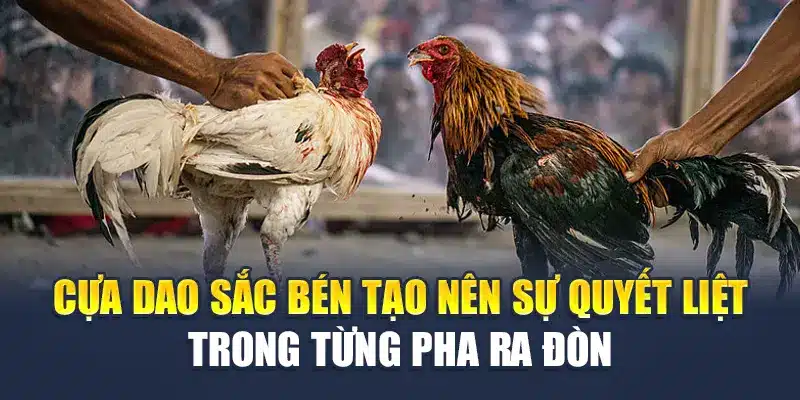 Cựa dao sắc bén tạo nên sự quyết liệt trong từng pha ra đòn