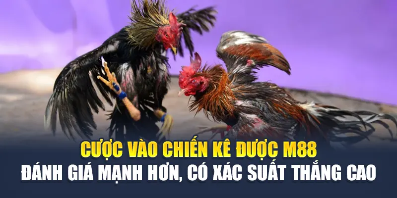 Cược vào chiến kê được M88 đánh giá mạnh hơn, có xác suất thắng cao