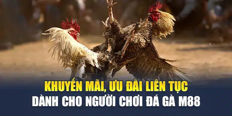 Khuyến mãi, ưu đãi liên tục dành cho người chơi đá gà M88